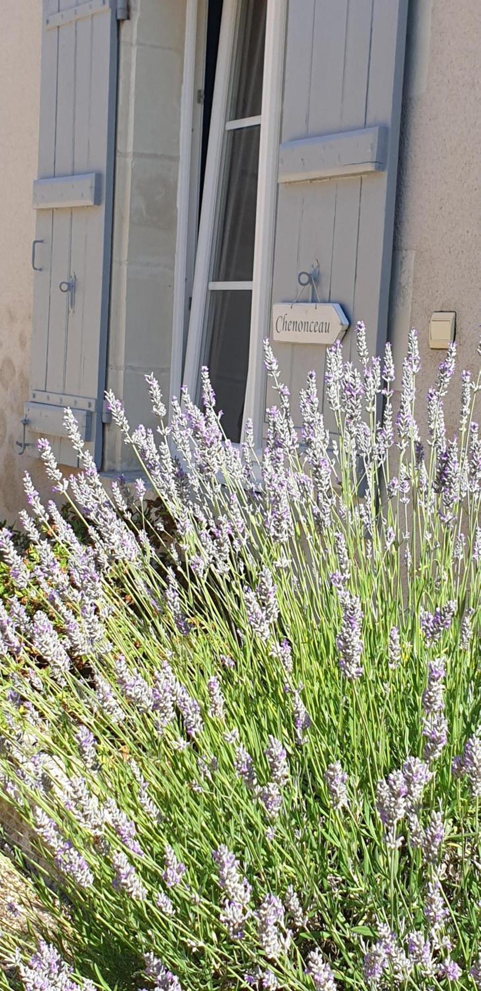 Le Clos De La Rousseliere Francueil Номер фото